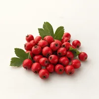Hawthorn berry (Crataegus)