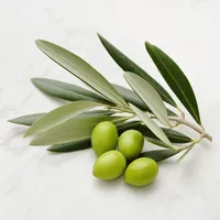 Olive leaf