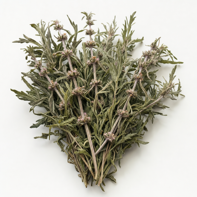 Motherwort (Leonurus)