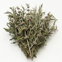 Motherwort (Leonurus)