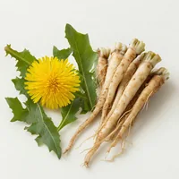 Dandelion root